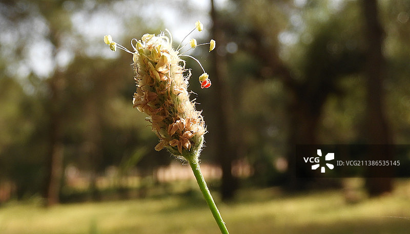 阿尔及利亚穆斯塔加奈姆森林绿色景观中的美丽花朵图片素材
