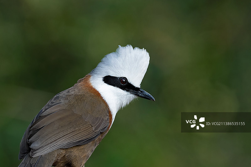 歌鸫栖息在树枝上的特写图片素材