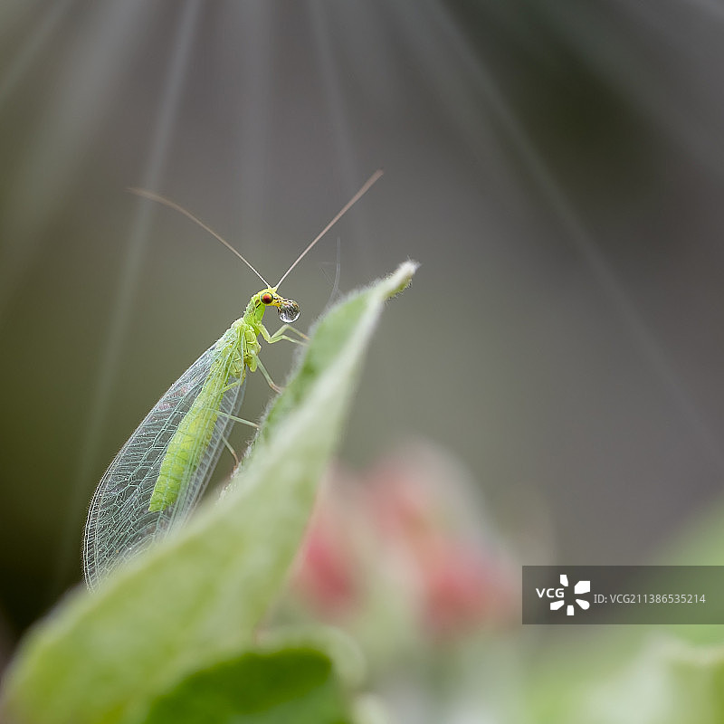 叶子上的昆虫特写，波里，芬兰图片素材