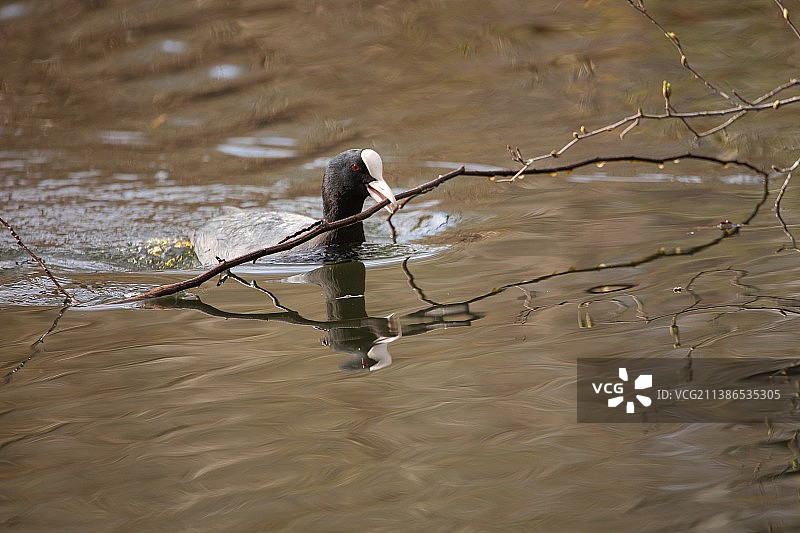 德国柏林蒂尔加滕湖中鸭子叼着树枝高角度视图图片素材
