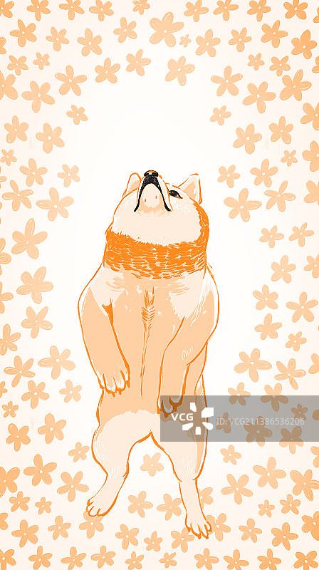 柴犬站立微笑插画，花花手机壁纸，包装插画图片素材