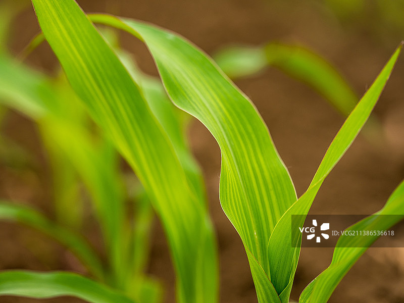 塞尔维亚田野上的绿色玉米植株图片素材
