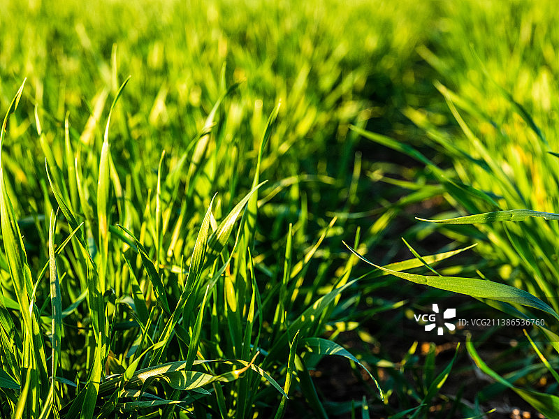 塞尔维亚覆盖塑料薄膜的西瓜苗床，准备种植图片素材