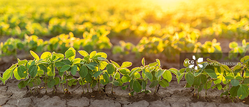 春季成熟的大豆田，农业景观，塞尔维亚图片素材