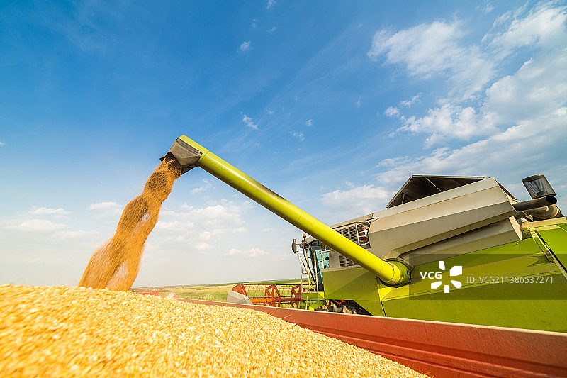联合收割机在麦田作业，塞尔维亚图片素材
