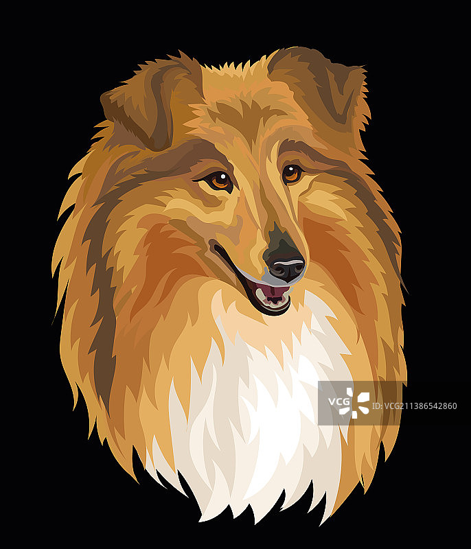 黑色背景上的柯利牧羊犬图片素材