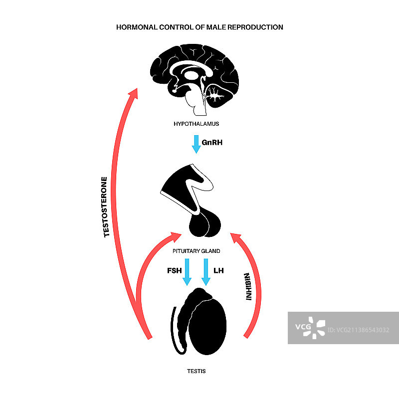 男性生殖激素图片素材