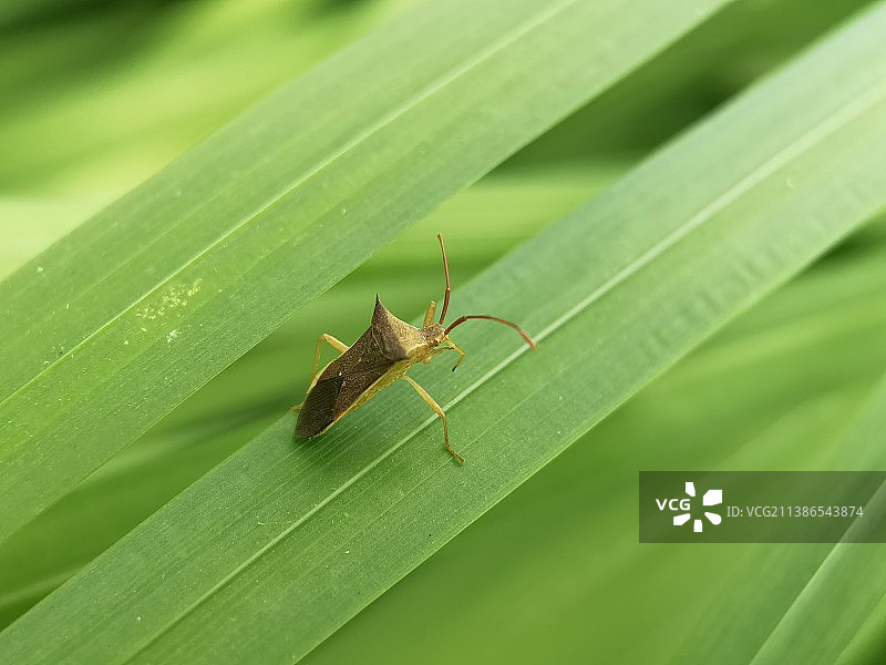 蝽图片素材