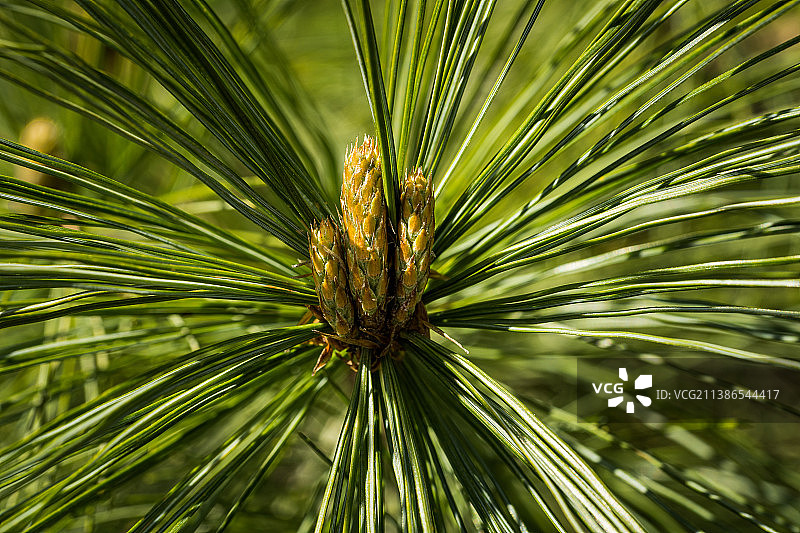 松树的特写图片素材