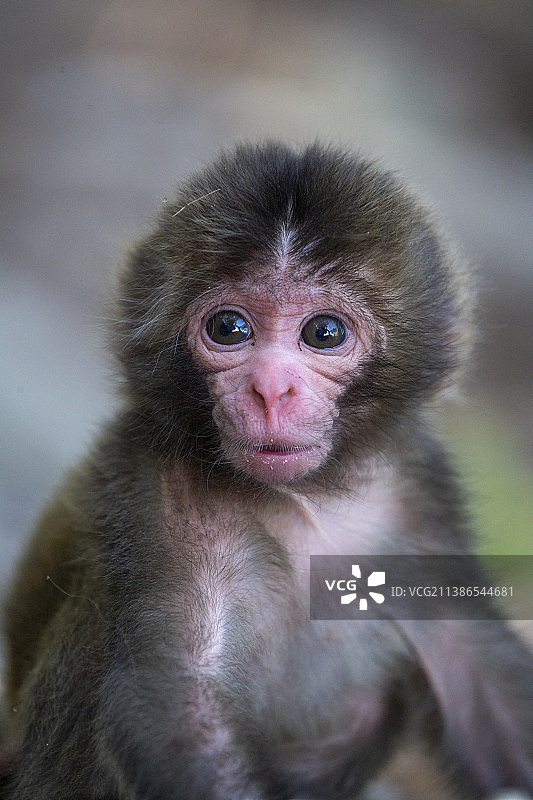 日本猕猴肖像图片素材