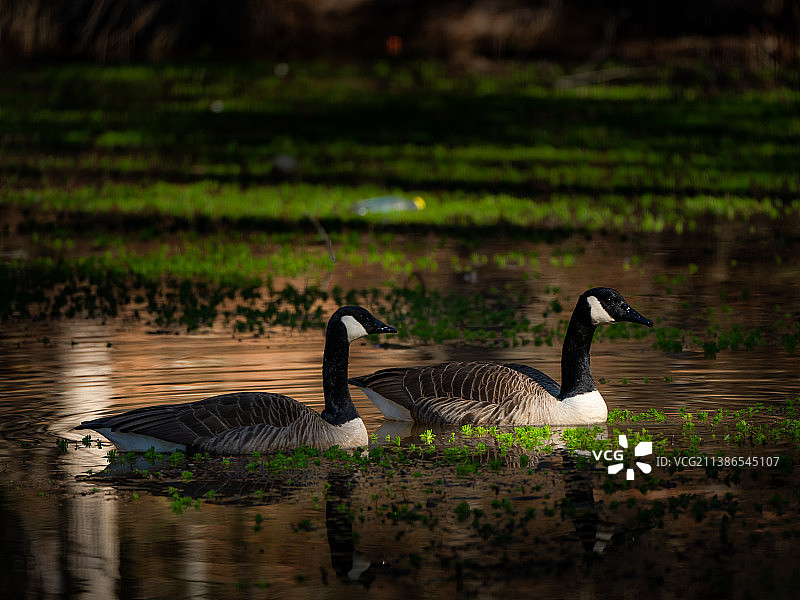 在湖中游泳的两只加拿大鹅图片素材