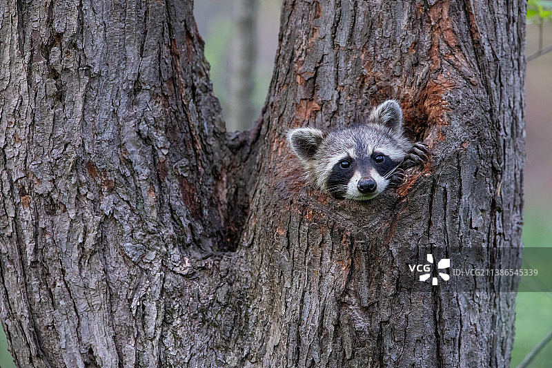 树干上的狗肖像，东哈特福德，康涅狄格州，美国图片素材