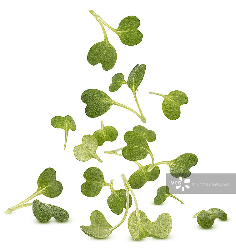 白色背景上的微型蔬菜叶子和芝麻菜芽图片素材