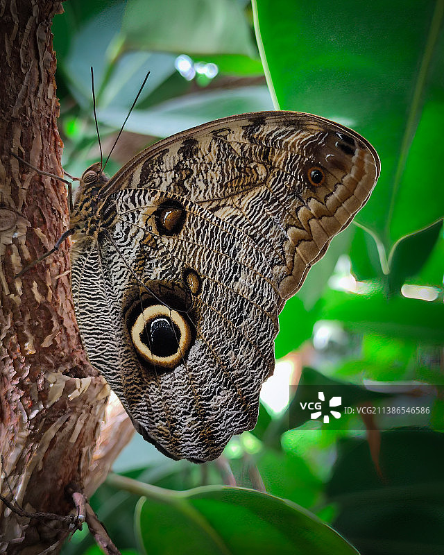 意大利蝴蝶树木特写图片素材