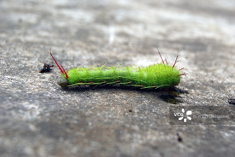 毛毛虫在岩石上的特写，墨西哥韦拉克鲁斯州哈拉帕图片素材