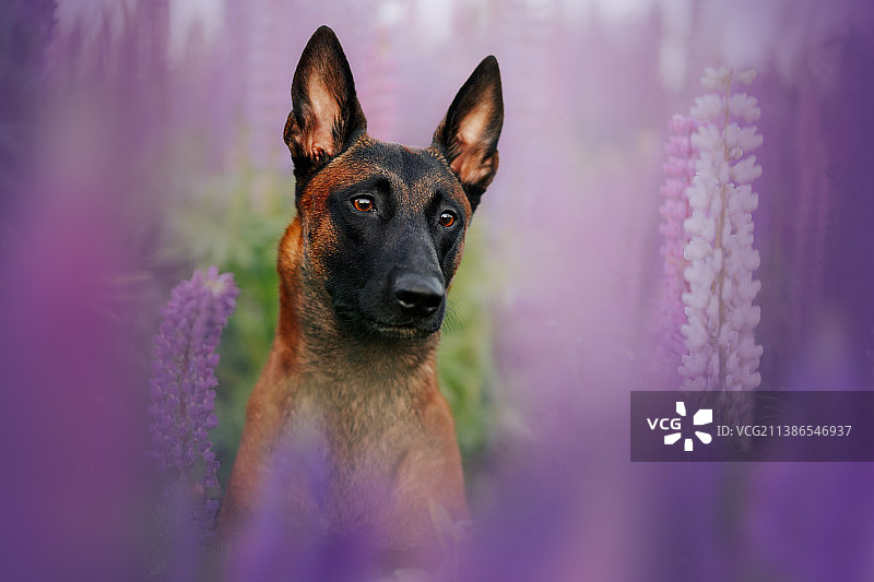 看向远方的纯种牧羊犬特写，乌克兰基辅图片素材