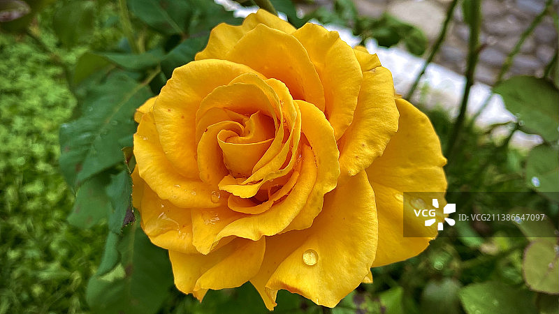 哥伦比亚安蒂奥基亚黄色玫瑰特写图片素材