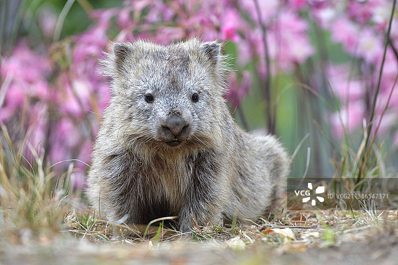 澳大利亚塔斯马尼亚州玛丽亚岛，田野里松鼠的特写肖像图片素材