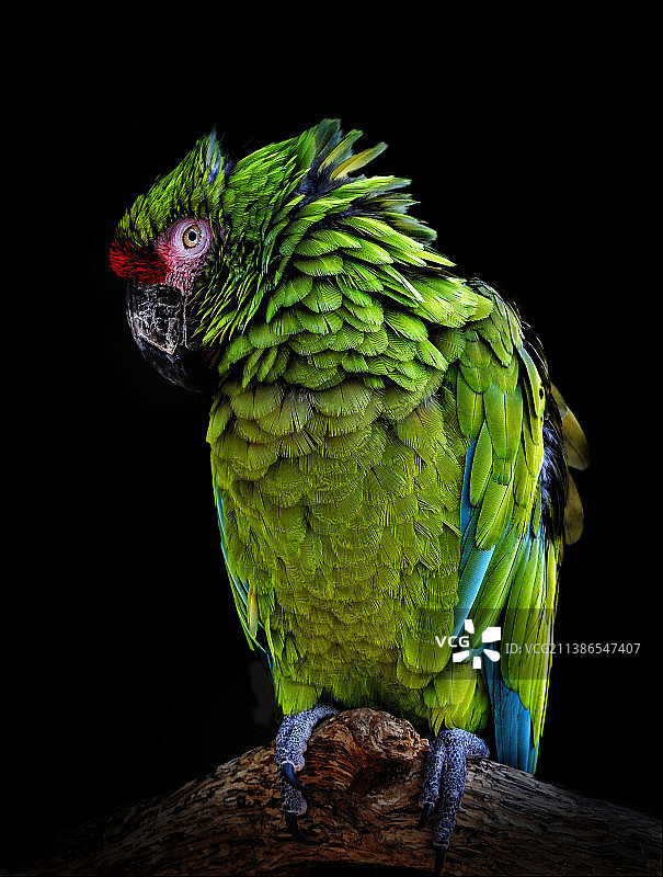 栖息在黑色背景树枝上的金刚鹦鹉特写图片素材