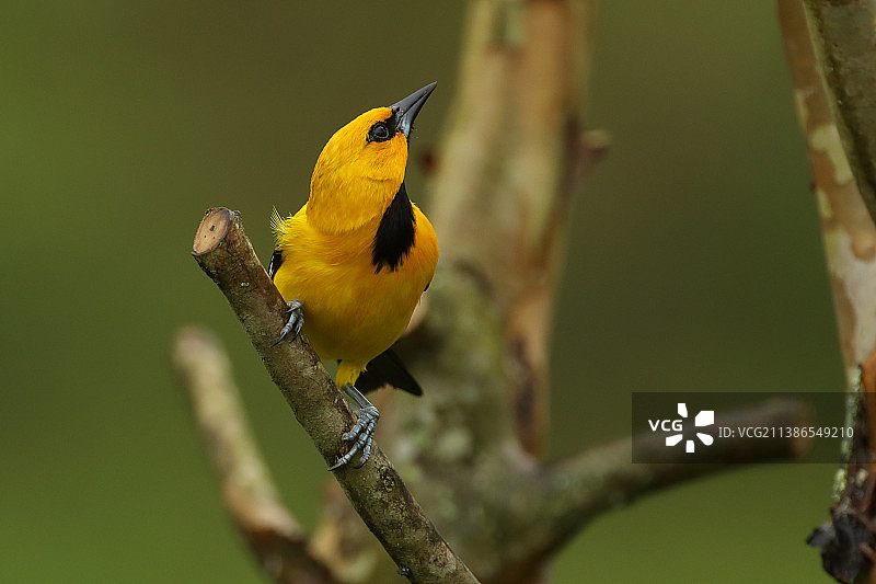 热带鸣禽栖息在树枝上的特写图片素材