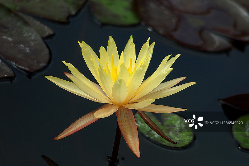 越南巴地头顿省湖中莲花特写图片素材