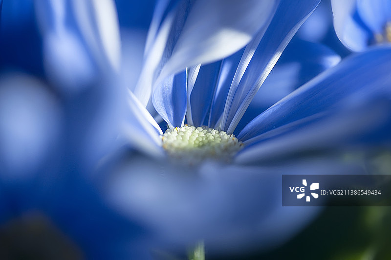 蓝色花朵的特写图片素材
