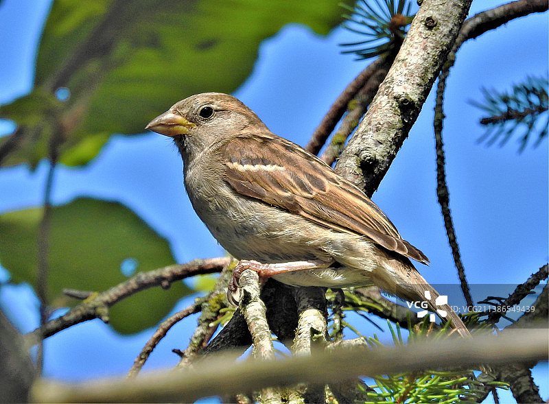 鸟类栖息在树枝上的仰视角度图片素材