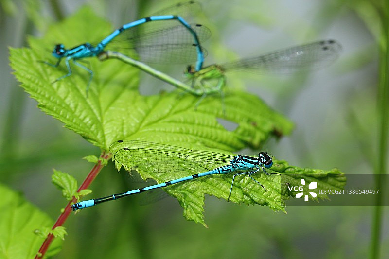 德国库斯滕丁根植物上的豆娘特写图片素材
