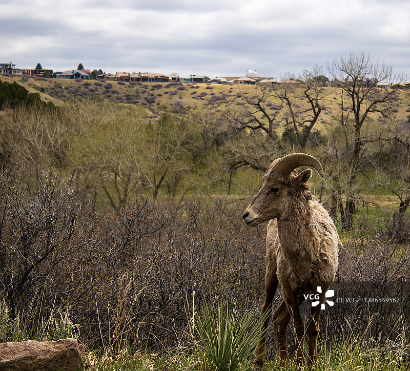 多云天气下站在田野上的公羊肖像图片素材