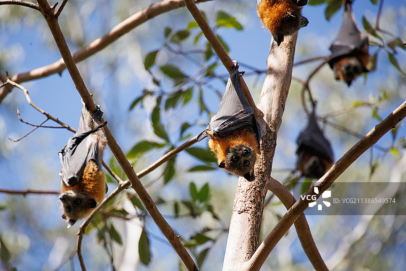 树上鸟儿栖息的仰视视角图片素材
