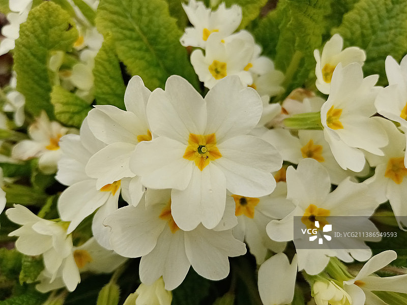 白色开花植物的特写图片素材