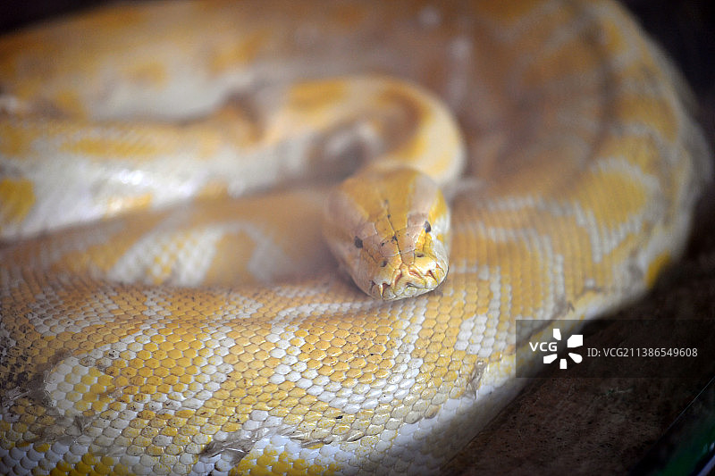 蟒蛇特写图片素材
