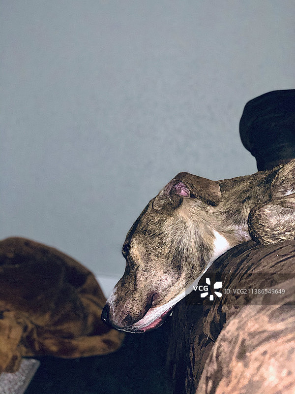 沙发上休息的狗的特写图片素材