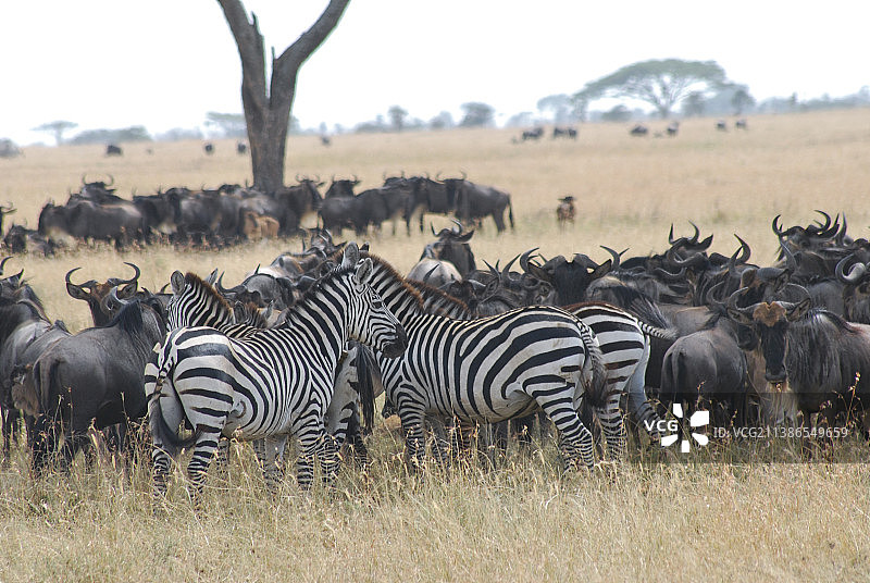 角马和斑马在干燥草原行走的侧面照图片素材