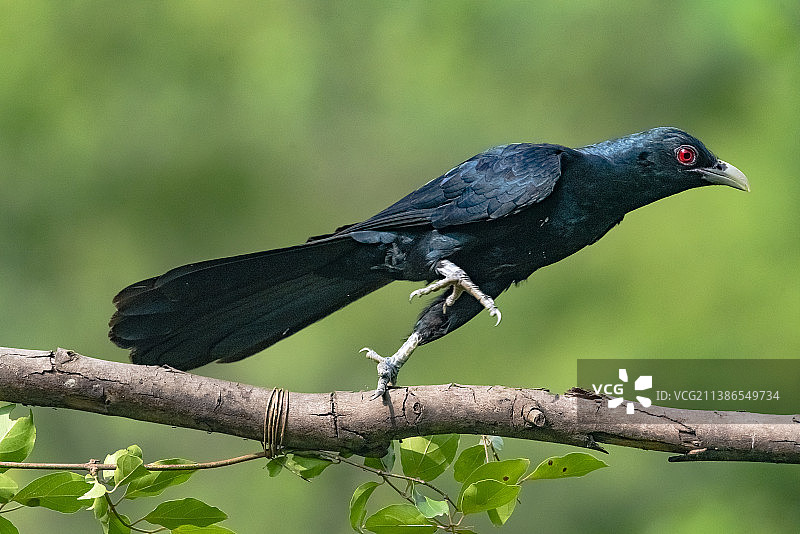 鸟儿栖息在树枝上的特写图片素材