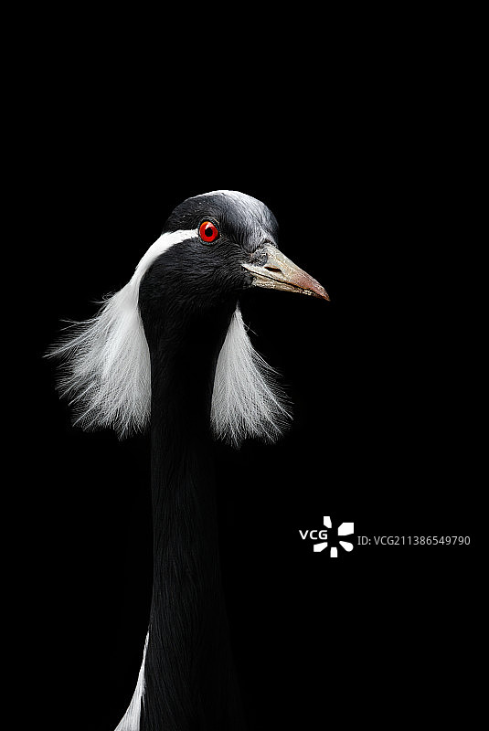 德国黑色背景下的起重机特写图片素材