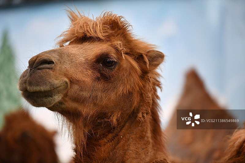 特写：双峰骆驼图片素材