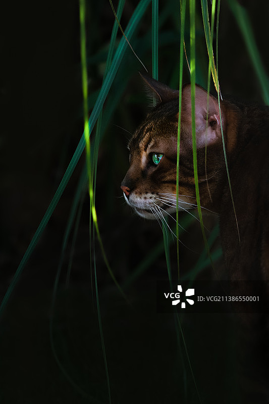 猫咪看向远方（德国）图片素材