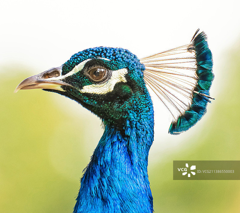 特写的孔雀图片素材