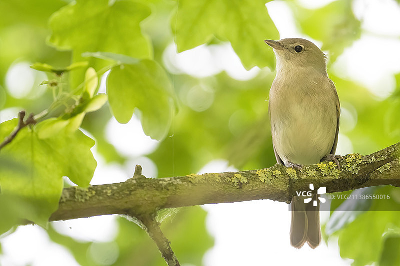 鸣禽莺雀栖息在树枝上的特写图片素材