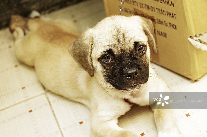巴哥犬和越南本地犬的混血犬，胡志明市图片素材