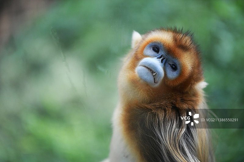 金丝猴远眺的特写图片素材