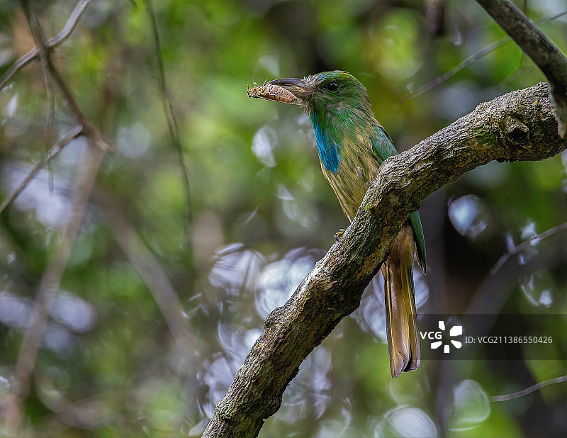 翠鸟栖息在树枝上的特写图片素材