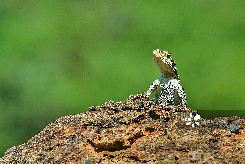 鬣蜥在岩石上的特写图片素材
