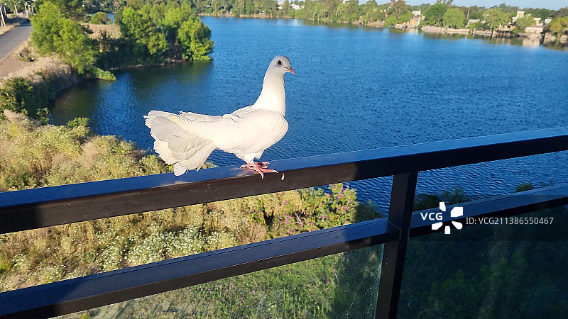乌拉圭卡内洛内斯省德拉科斯塔市湖边栏杆上栖息的海鸥高角度照片图片素材