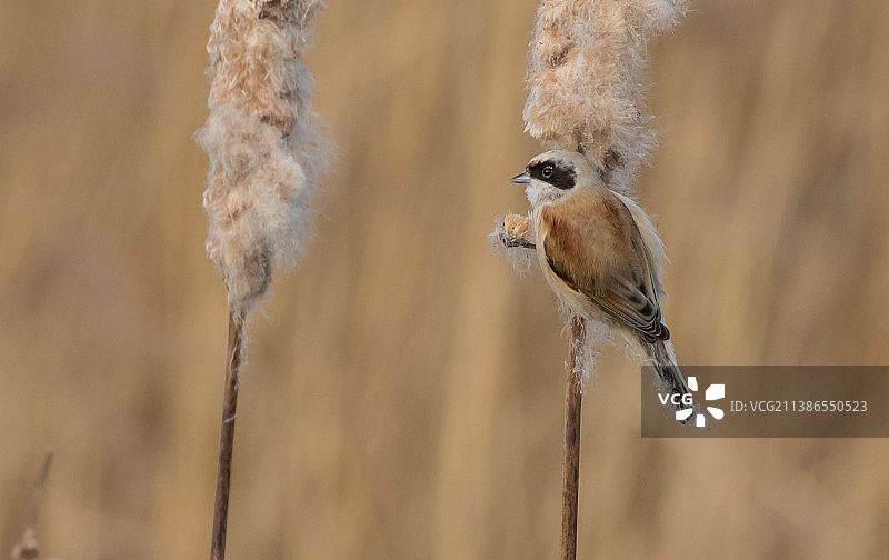 英国，栖息在植物上的歌山雀特写图片素材