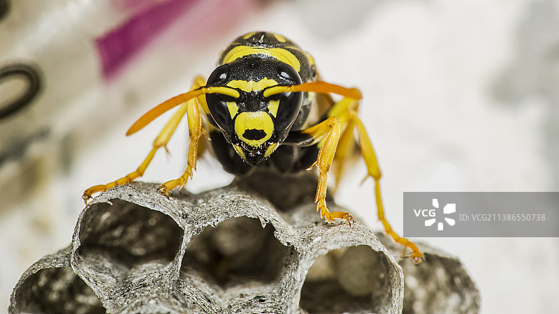 蜜蜂在黄色花朵上特写，罗马尼亚布加勒斯特图片素材