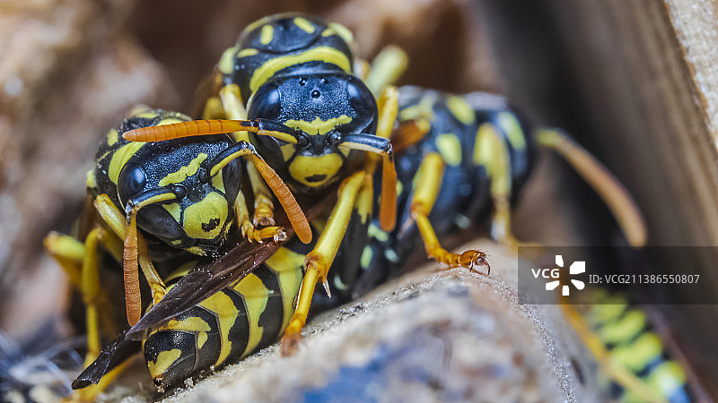 昆虫在植物上交配特写，罗马尼亚布加勒斯特图片素材