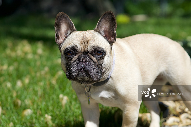 站在田野上的巴哥犬肖像图片素材