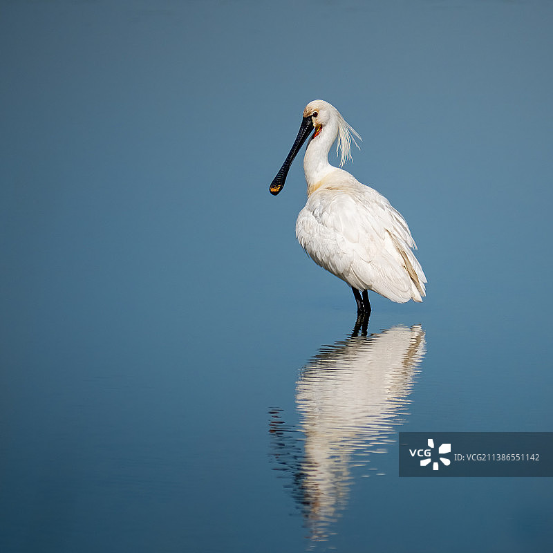 荷兰湖中琵鹭的侧面照图片素材